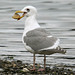Glaucous-Winged Gull with Box Lunch