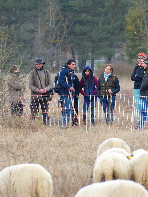 Transhumance du 16 mars 2016