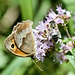 Großes Ochsenauge, Schwebfliege