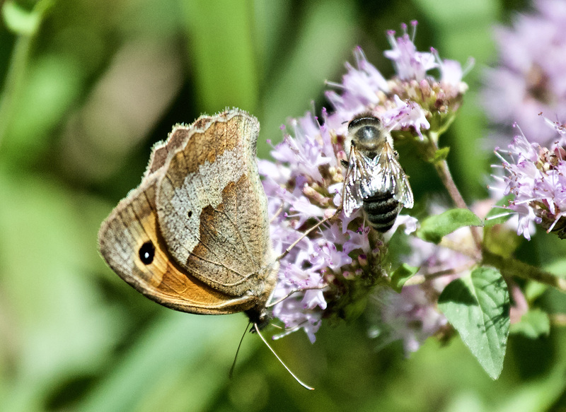 Großes Ochsenauge, Schwebfliege