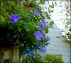 Hanging basket.