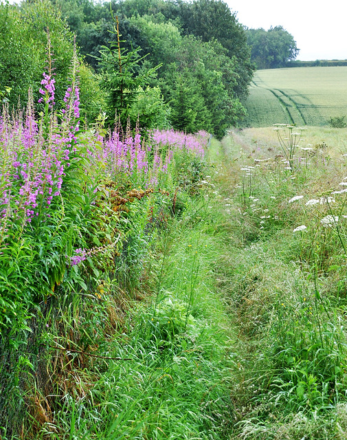 Scotland St. Cuthbert's Way