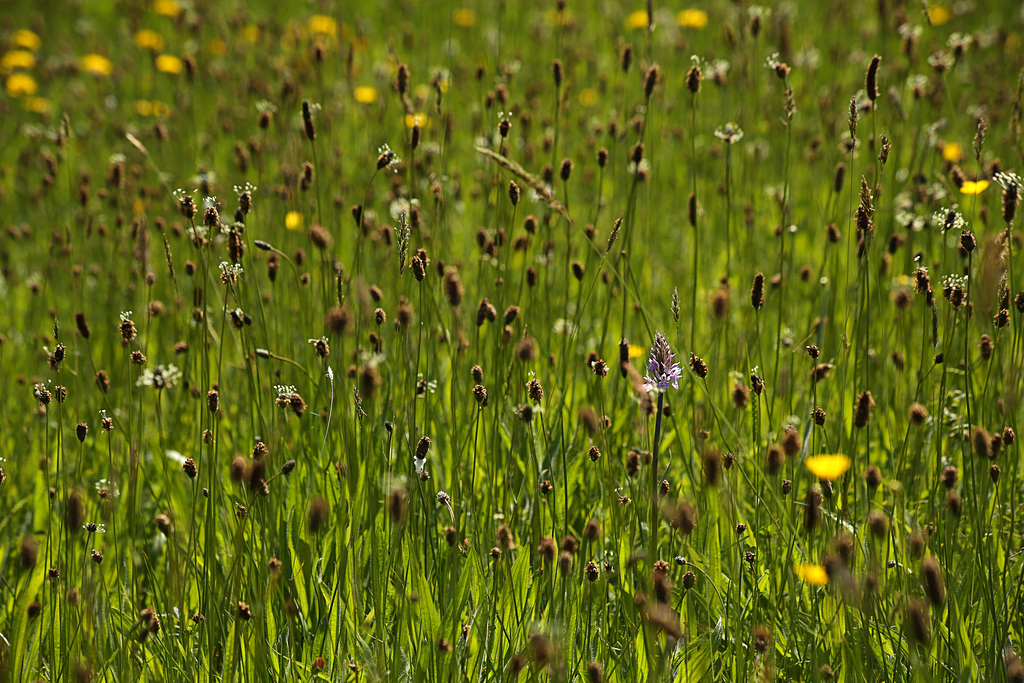 Plantain & Common Spotted Orchid