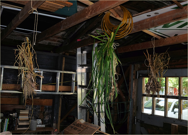 Garlic drying