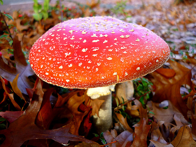 Amanita Muscaria