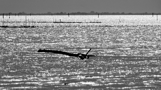 HFF - Zäune im Wasser ...