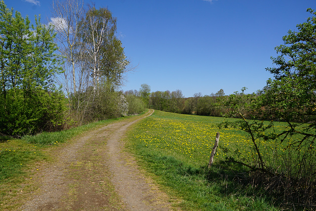 Feldweg im Sonnenschein