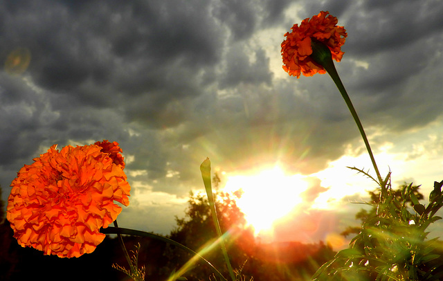 Despite threatening  clouds