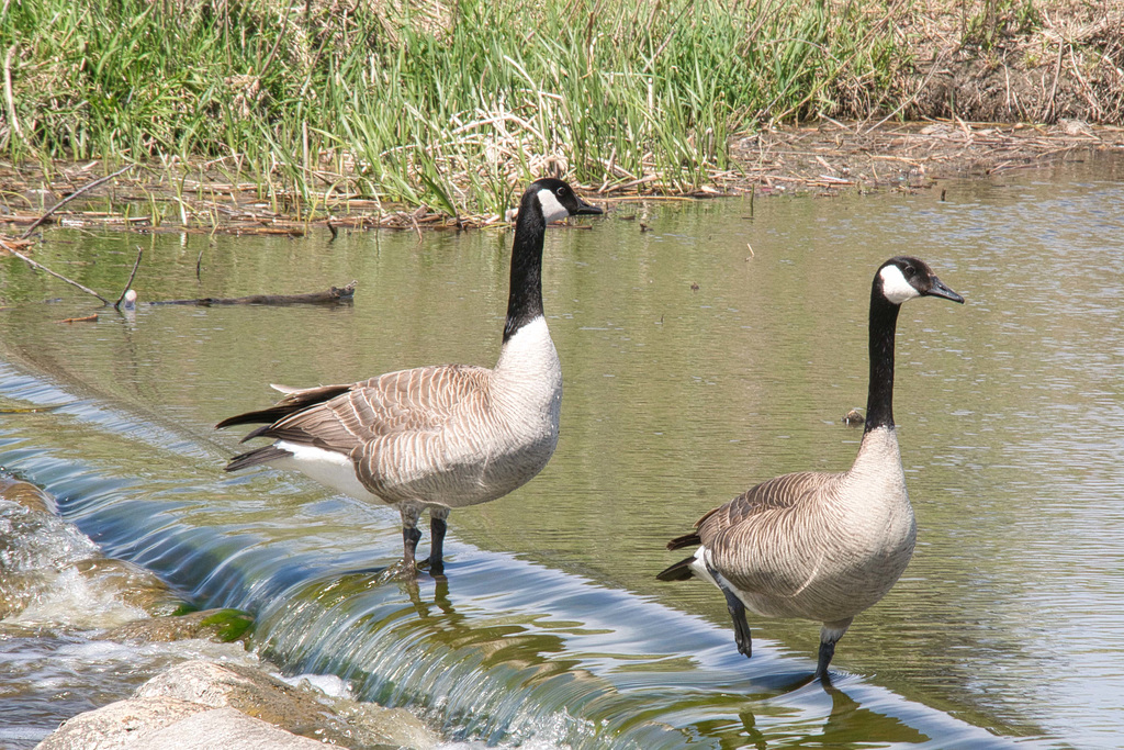 watchful geese at Wascana Creek