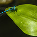 20210629 1188CPw [D~LIP] Hufeisen-Azurjungfer (Coenagrion puella), Herzblättriges Hechtkraut (Pontederia cordata), Bad Salzuflen