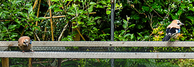 20210705 1330CPw [D~LIP] 2 Eichelhäher (Garrulus glandarius), Bad Salzuflen