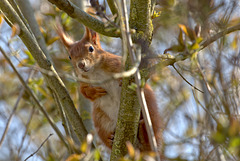 Eichhörnchen im Garten