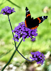 Red Admiral Butterfly