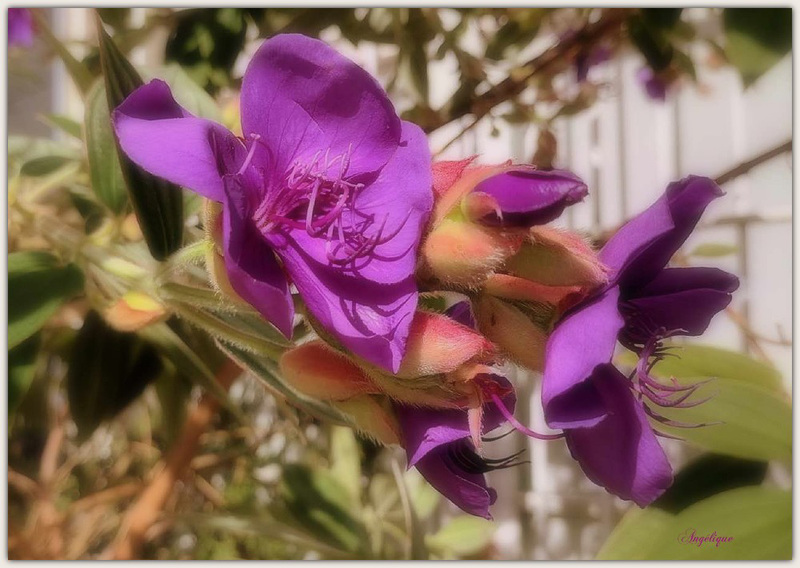 Passez un bon we mes ami(e)s !❤️ Tibouchina