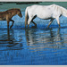 Foto of a foto of Camargue Mare and foal 1 PIP