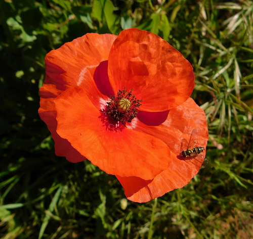 Coquelicot habité****************