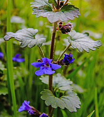 20220429 0740CPw [D~LIP] Gundermann (Glechoma hederacea agg), UWZ, Bad Salzuflen