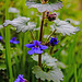 20220429 0740CPw [D~LIP] Gundermann (Glechoma hederacea agg), UWZ, Bad Salzuflen