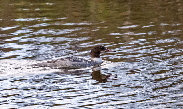 Goosander