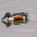 Shoveler Shoveler