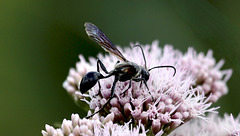 Alien :-) Guêpe 1 Alien :-) Guêpe 1