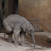 Babyfant Anjuli (Hagenbeck)