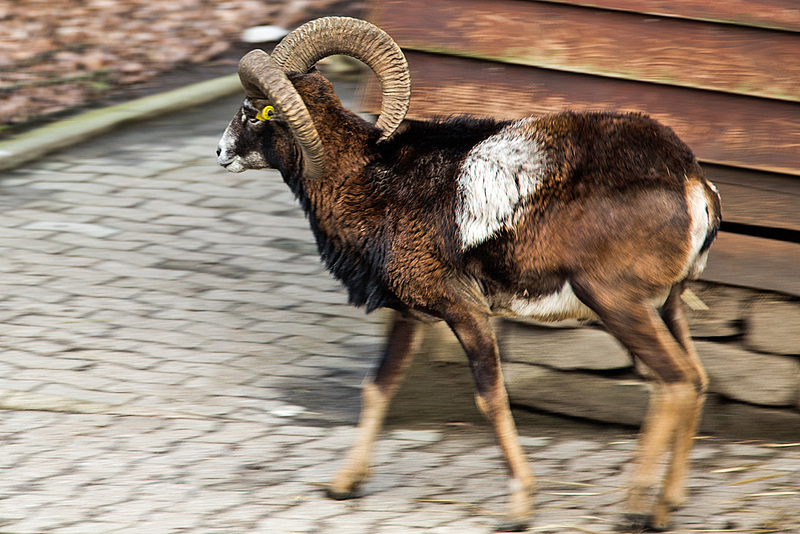 20160306 0298VRAw [D~BI] Mufflon (Ovis orientalis), Tierpark Olderdissen, Bielefeld