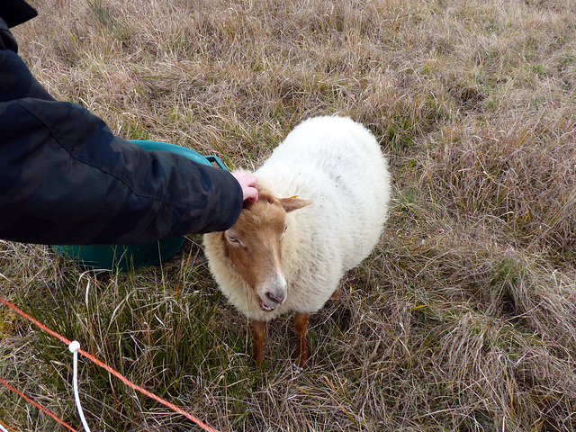 Transhumance du 16 mars 2016