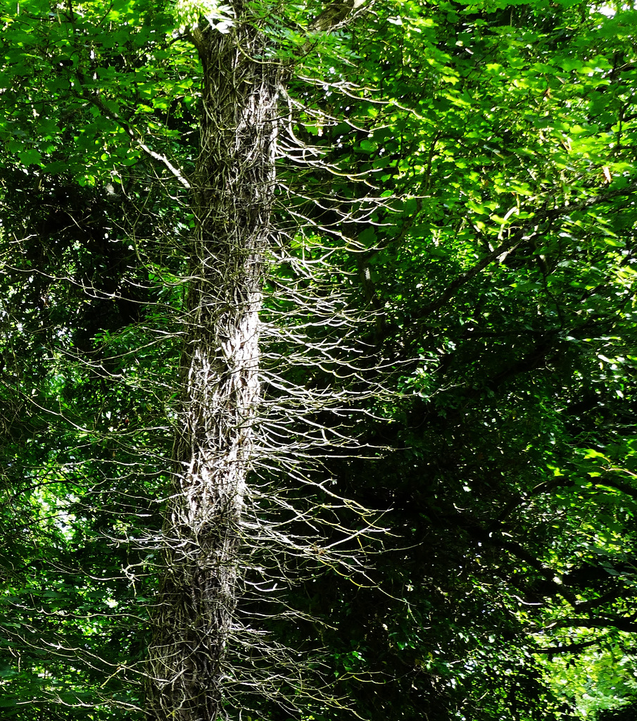 Hairy Tree!!