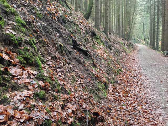 Füllhölzelweg