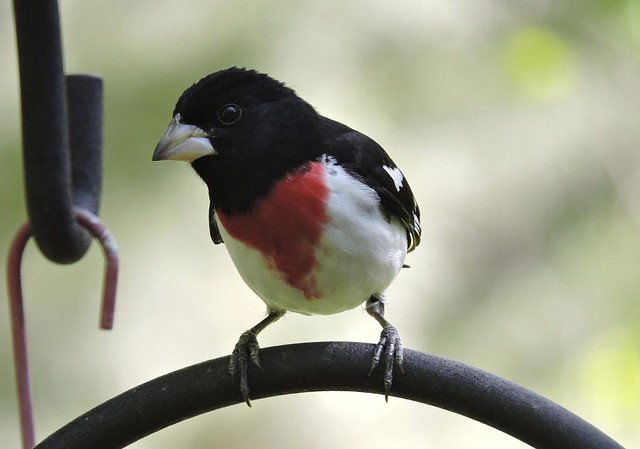 Rose-breasted Grosbeaks