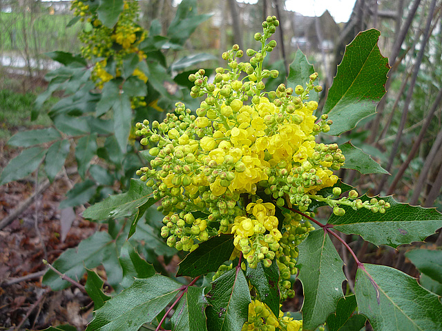 Mahonia...