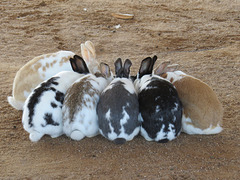 Bunny Huddle