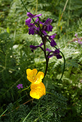 Ranunculus acris, Anacamptis morio