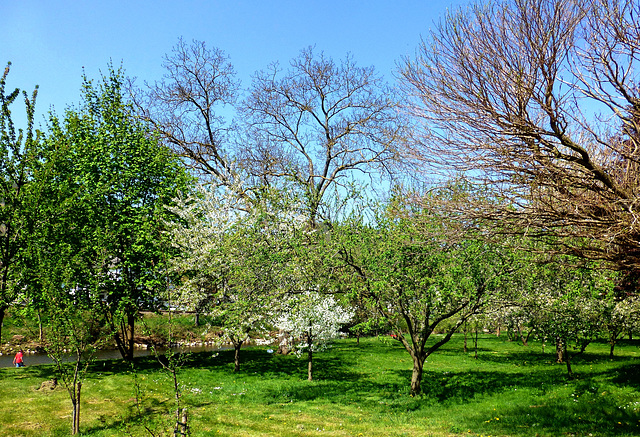 DE - Dernau - Frühling an der Ahr