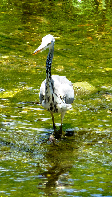 Reiher auf dem Laufsteg