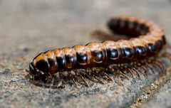 Visiting millipede