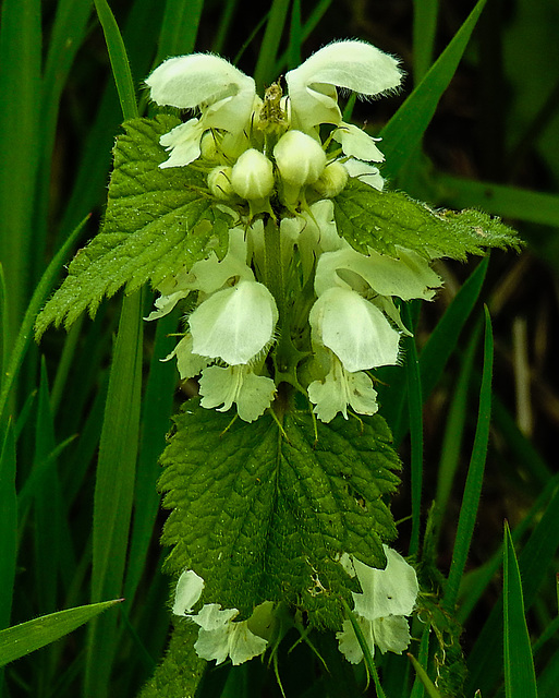 20220429 0742CPw [D~LIP] Weiße Taubnessel (Lamium album), UWZ, Bad Salzuflen