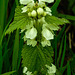 20220429 0742CPw [D~LIP] Weiße Taubnessel (Lamium album), UWZ, Bad Salzuflen