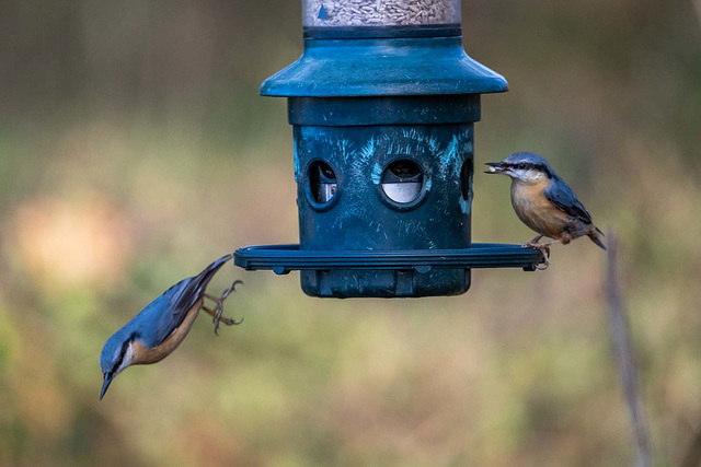 Nuthatch pair