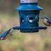 Nuthatch pair