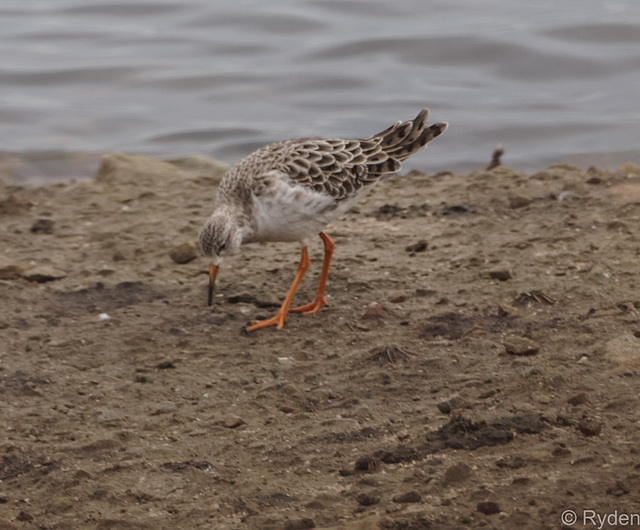 Redshank