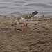 Redshank Redshank