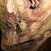 DSCN6068 - cigarra