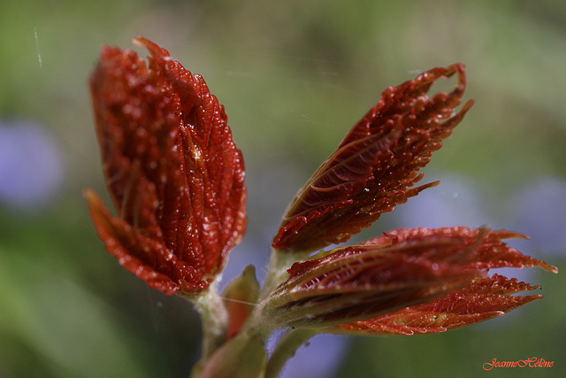 feuilles