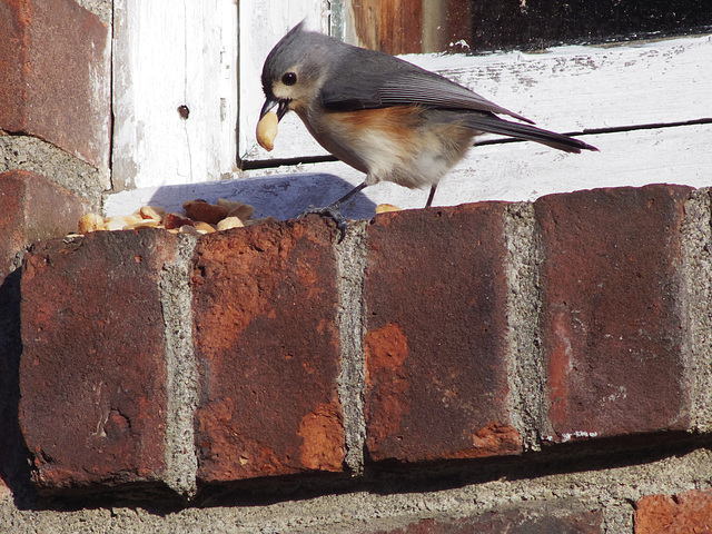 Titmouse At My Window