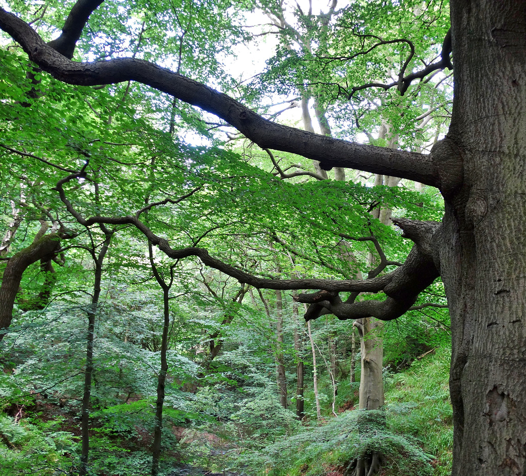 Spreading Beech Branches
