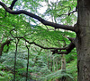 Spreading Beech Branches