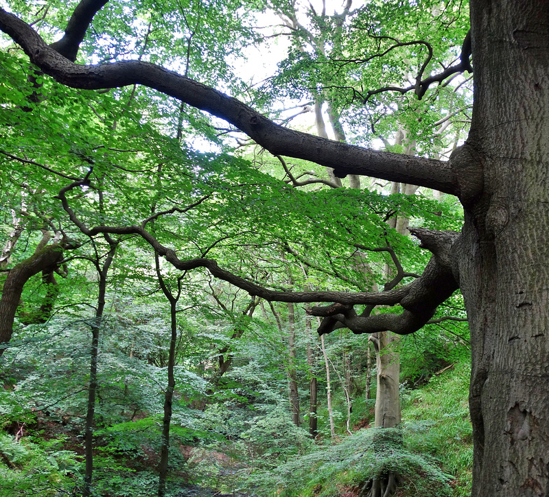 Spreading Beech Branches