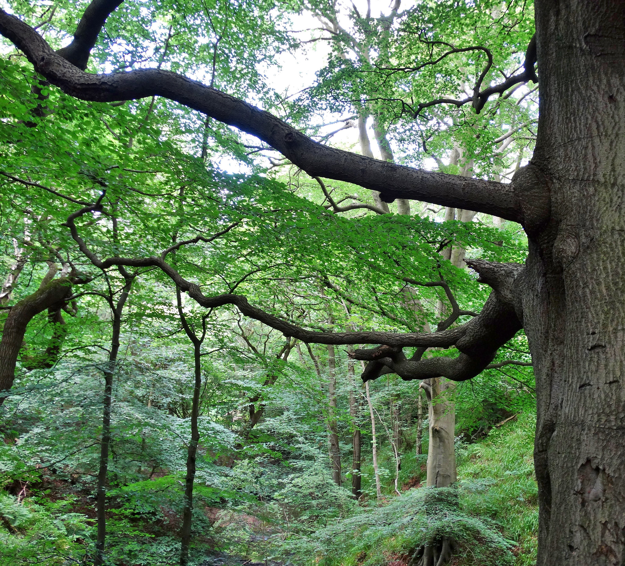 Spreading Beech Branches